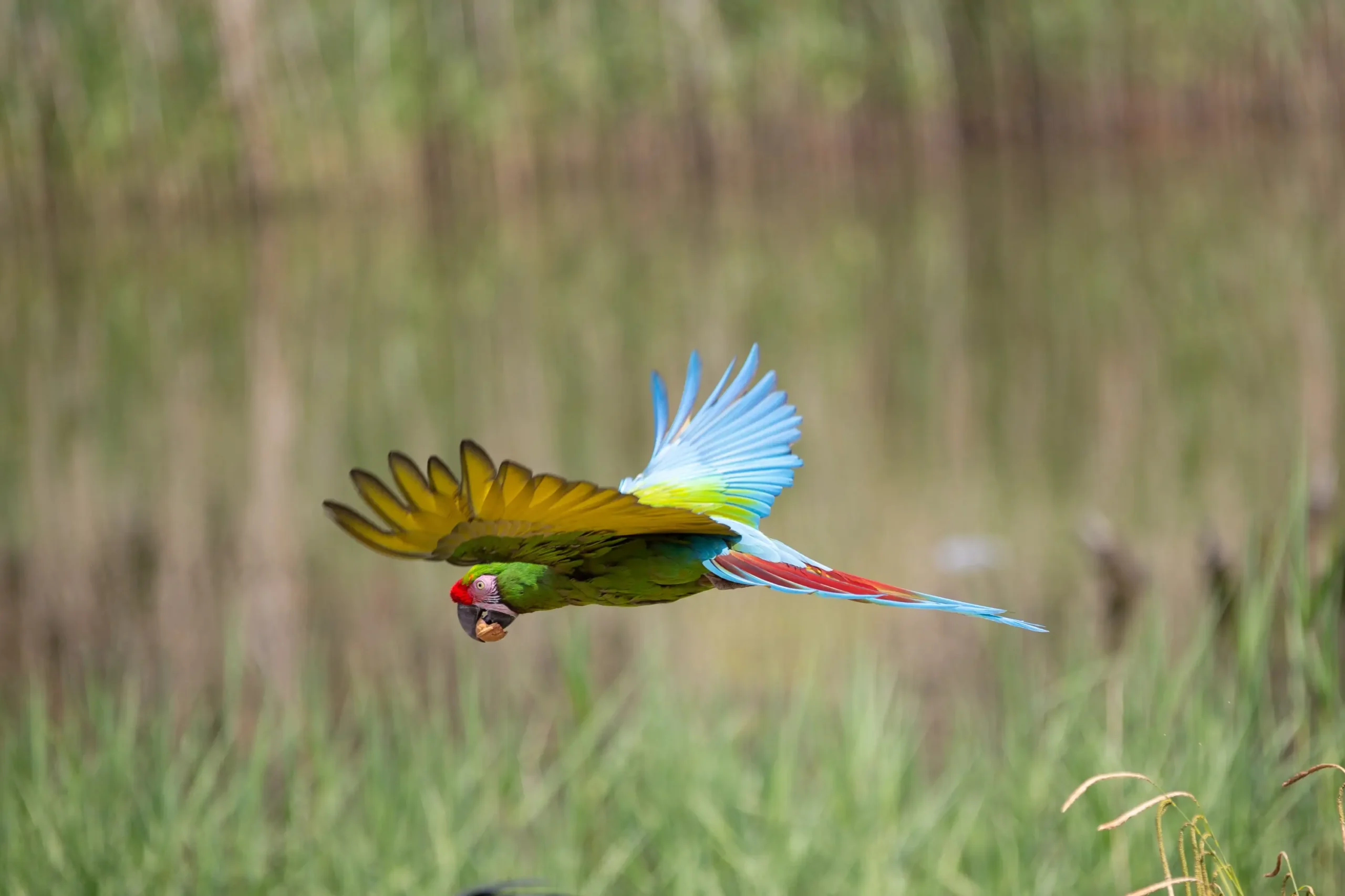 Avifauna Tripdealer www.tripdealer.nl