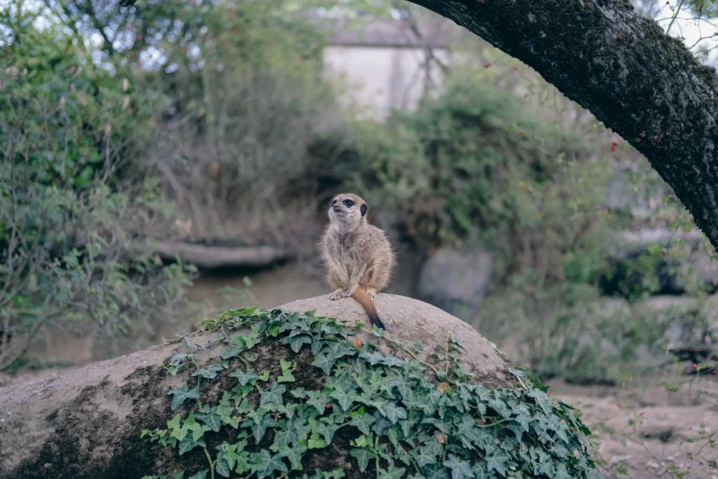 Burgers Zoo korting