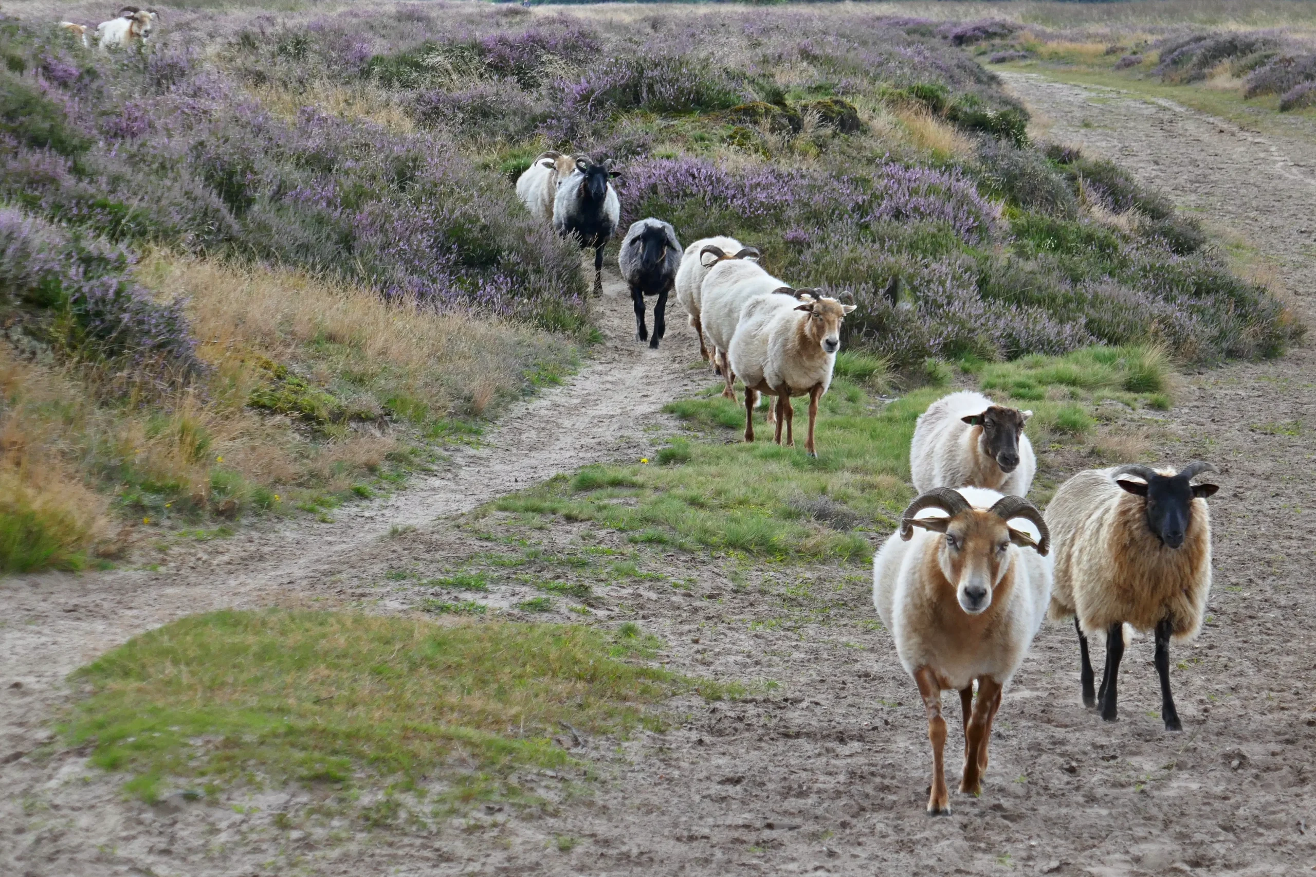 Dagje uit Drenthe Tripdealer www.tripdealer.nl