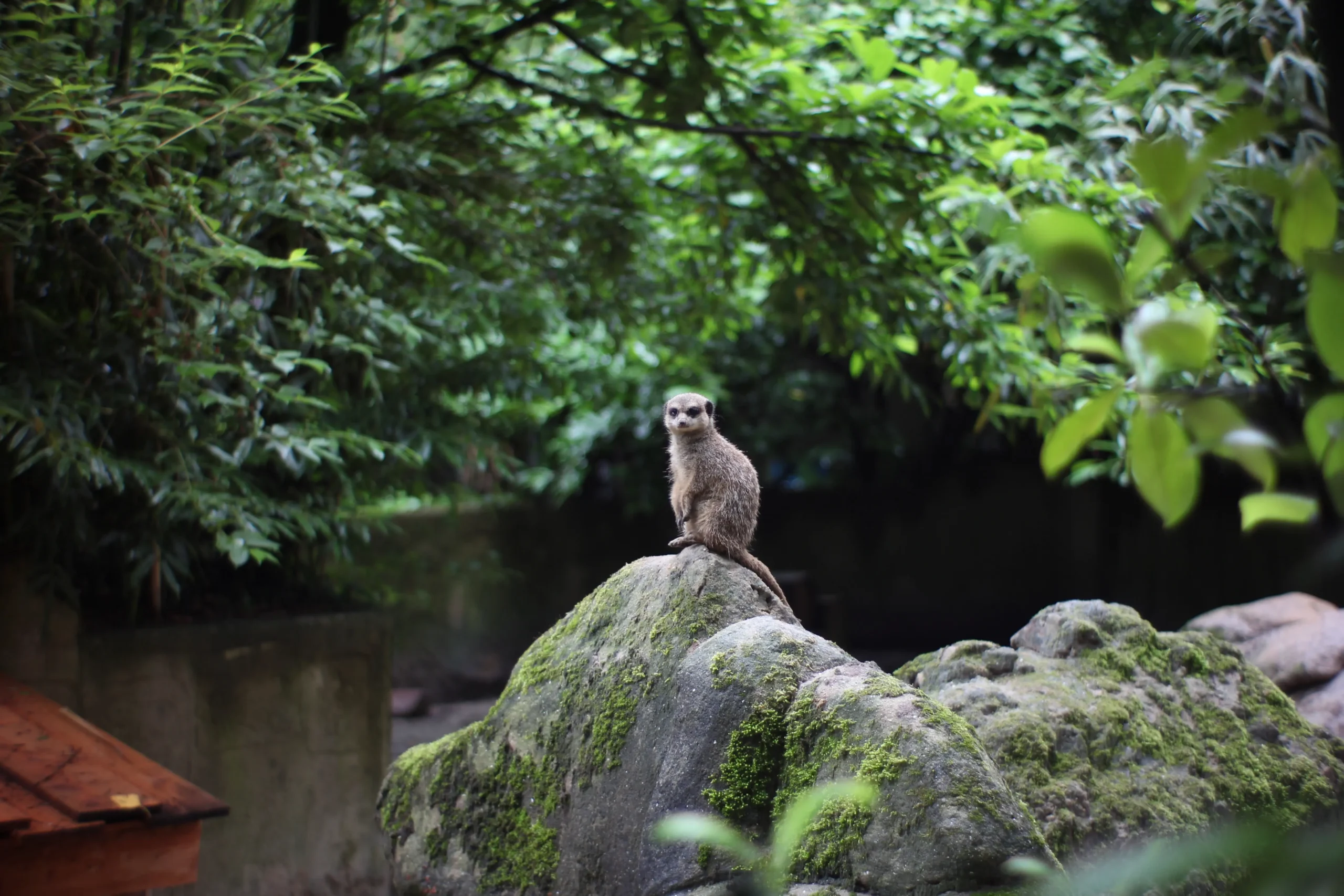 Dierenpark Amersfoort Korting Tripdealer