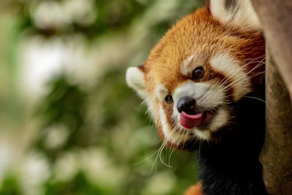 kortingen dierentuin blijdorp