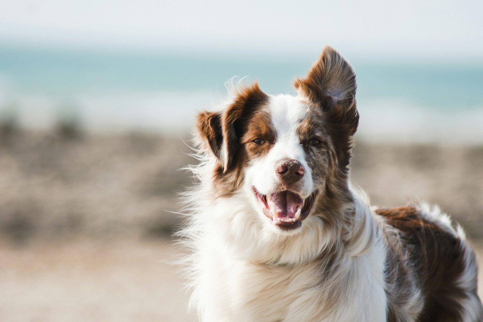 Dagje weg met hond tripdealer