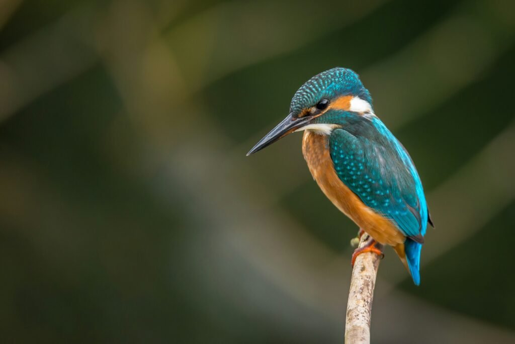 Avifauna korting Tripdealer.nl